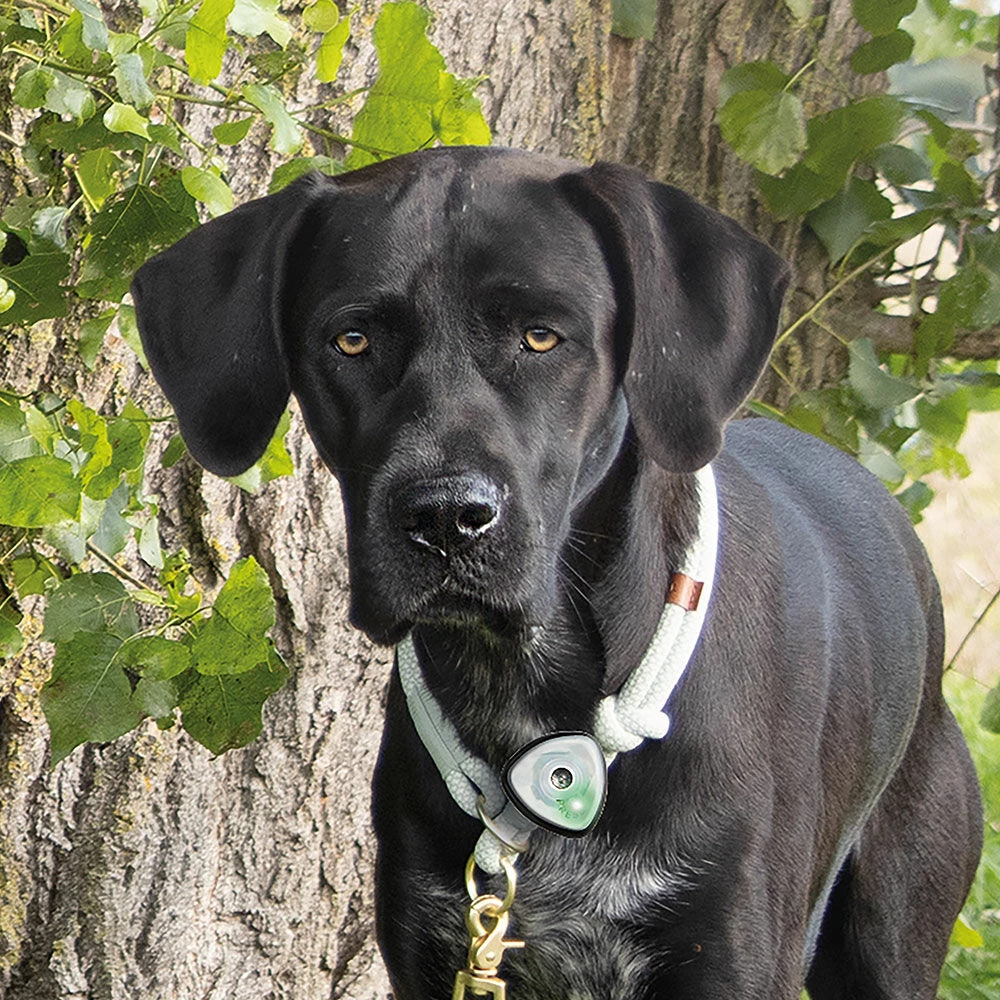 Ultraschall-Anhänger Für Hunde 2 Ultraschall-Anhänger Für Hunde – Bild 2