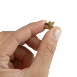 Micro-Sterne -Günstiges Schecker Geschäft 056040 2