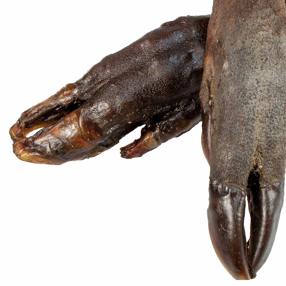 Wildschwein-Pfoten 2 Wildschwein-Pfoten – Bild 2