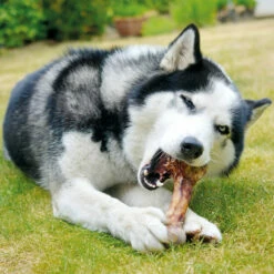 Riesen-Straußenknochen -Günstiges Schecker Geschäft 059085 2