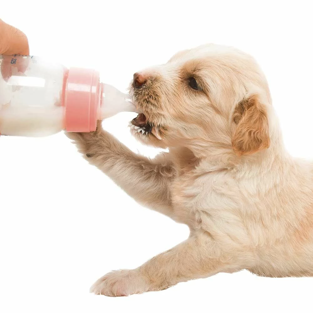 Welpenmilch 2 Welpenmilch – Bild 2