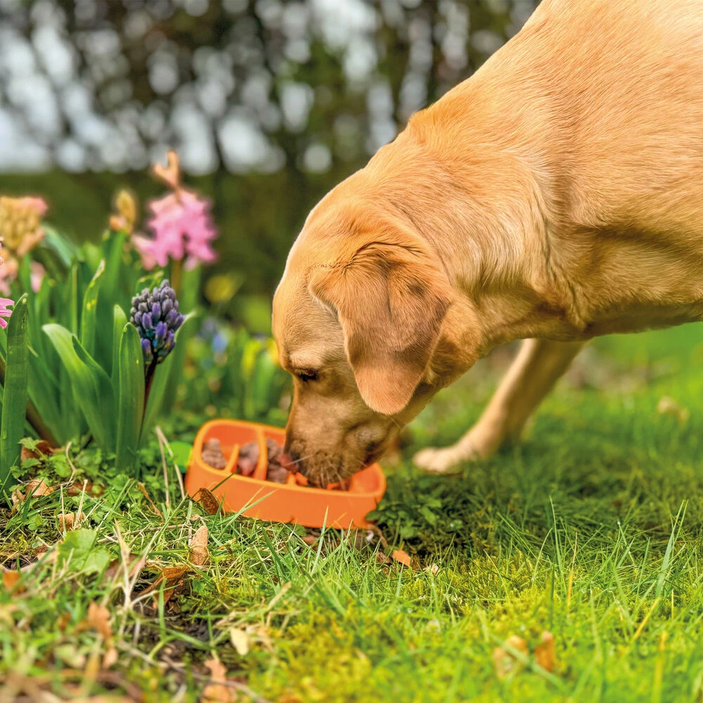 Anti Schling Napf Karotte 2 Anti Schling Napf Karotte – Bild 2