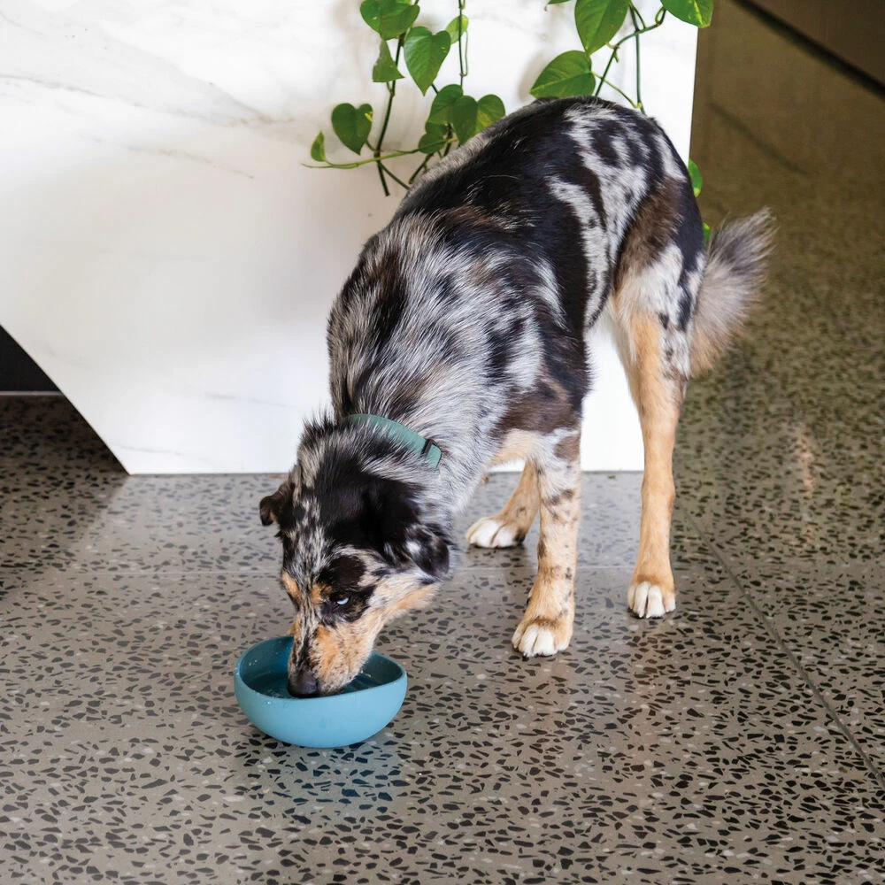 FuzzYard LIFE Silikon-Napf 2 FuzzYard LIFE Silikon-Napf – Bild 2