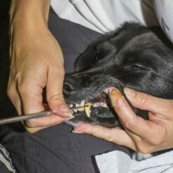 Zahnstein-Entferner-Set, 2-teilig 8 Zahnstein-Entferner-Set, 2-teilig -Günstiges Schecker Geschäft 073185 3