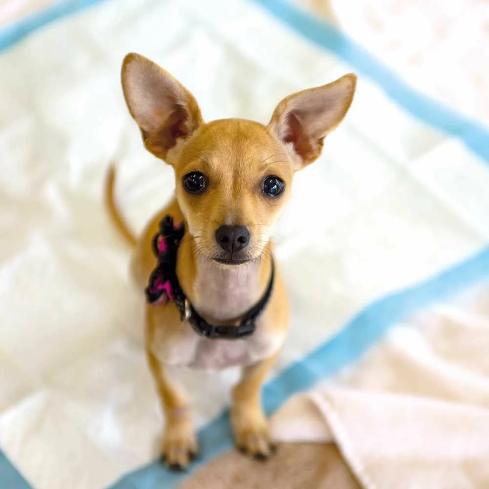 Set Aus 1x Stubenrein-Welpentoilette + 2 X Stubenrein - Unterlagen, 7er Pack + 1 X Stubenrein 4 Set Aus 1x Stubenrein-Welpentoilette + 2 X Stubenrein - Unterlagen, 7er Pack + 1 X Stubenrein – Bild 4