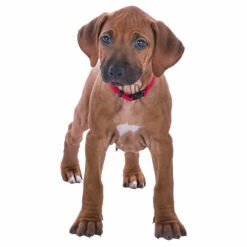 Trixie Welpenhalsbänder -Günstiges Schecker Geschäft 076529 2