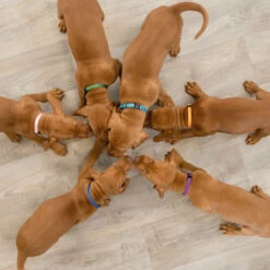 Trixie Welpenhalsbänder -Günstiges Schecker Geschäft 076529 3