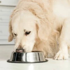 Nutrizeutikum Zistrosenkraut 6 Nutrizeutikum Zistrosenkraut -Günstiges Schecker Geschäft 080369 2