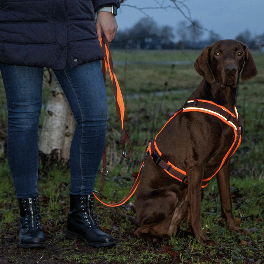 Annyx Brustgeschirr Protect 2 Annyx Brustgeschirr Protect – Bild 2