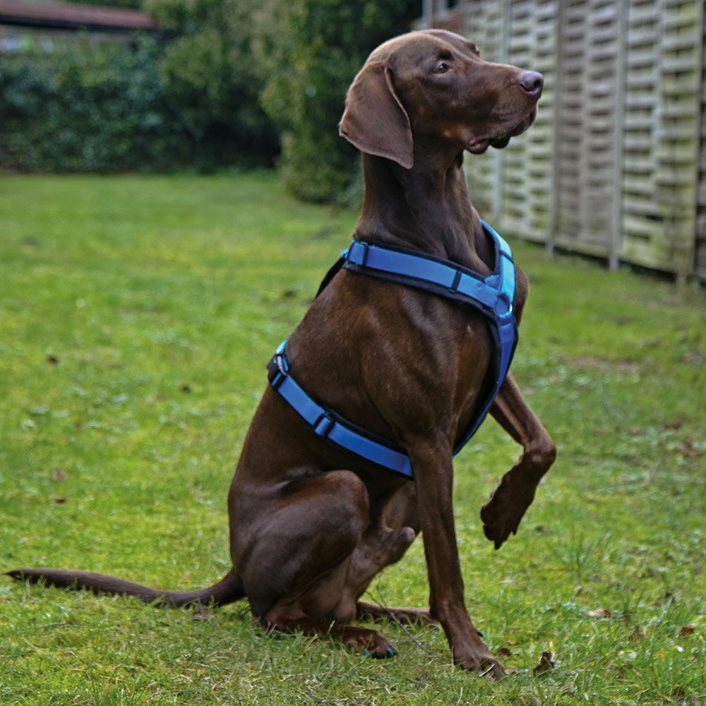 Annyx Brustgeschirr Fun 1 Annyx Brustgeschirr Fun