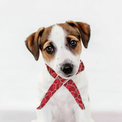 Beeztees Kühlhalsband Melone 8 Beeztees Kühlhalsband Melone -Günstiges Schecker Geschäft 0840130 3