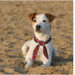 Beeztees Kühlhalsband Melone 9 Beeztees Kühlhalsband Melone -Günstiges Schecker Geschäft 0840130 4