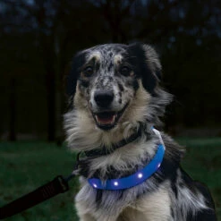 Karlie Beeztees Leuchthalsband Glowy Langhaar -Günstiges Schecker Geschäft 0840135 2