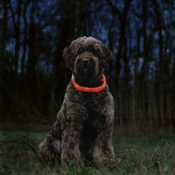 Karlie Beeztees Leuchthalsband Glowy Langhaar -Günstiges Schecker Geschäft 0840135 3