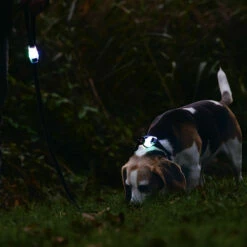 Karlie Beeztees Leuchtleine Parinca -Günstiges Schecker Geschäft 0840138 4