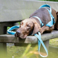 Führleine Classic Preno -Günstiges Schecker Geschäft 0840143 3