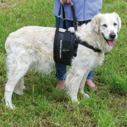 Beppo® Hunde-Gehhilfe One-Size 9 Beppo® Hunde-Gehhilfe One-Size -Günstiges Schecker Geschäft 087055 4