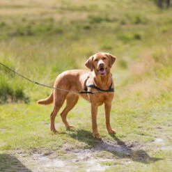 Trixie Geh-Bei-Fuß Trainingsgeschirr -Günstiges Schecker Geschäft 087116 2