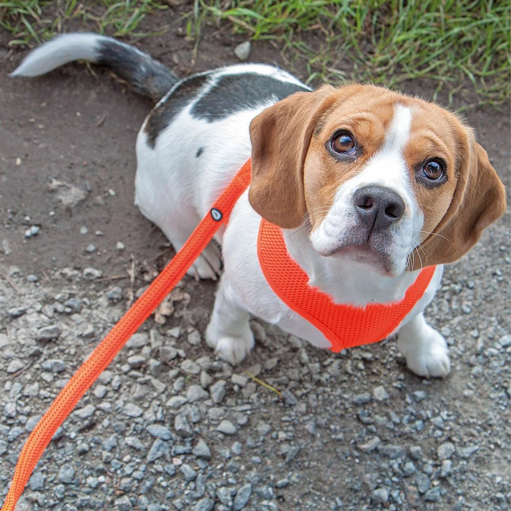 Mesh Original Leichtgeschirr, Farbe Orange 2 Mesh Original Leichtgeschirr, Farbe Orange – Bild 2