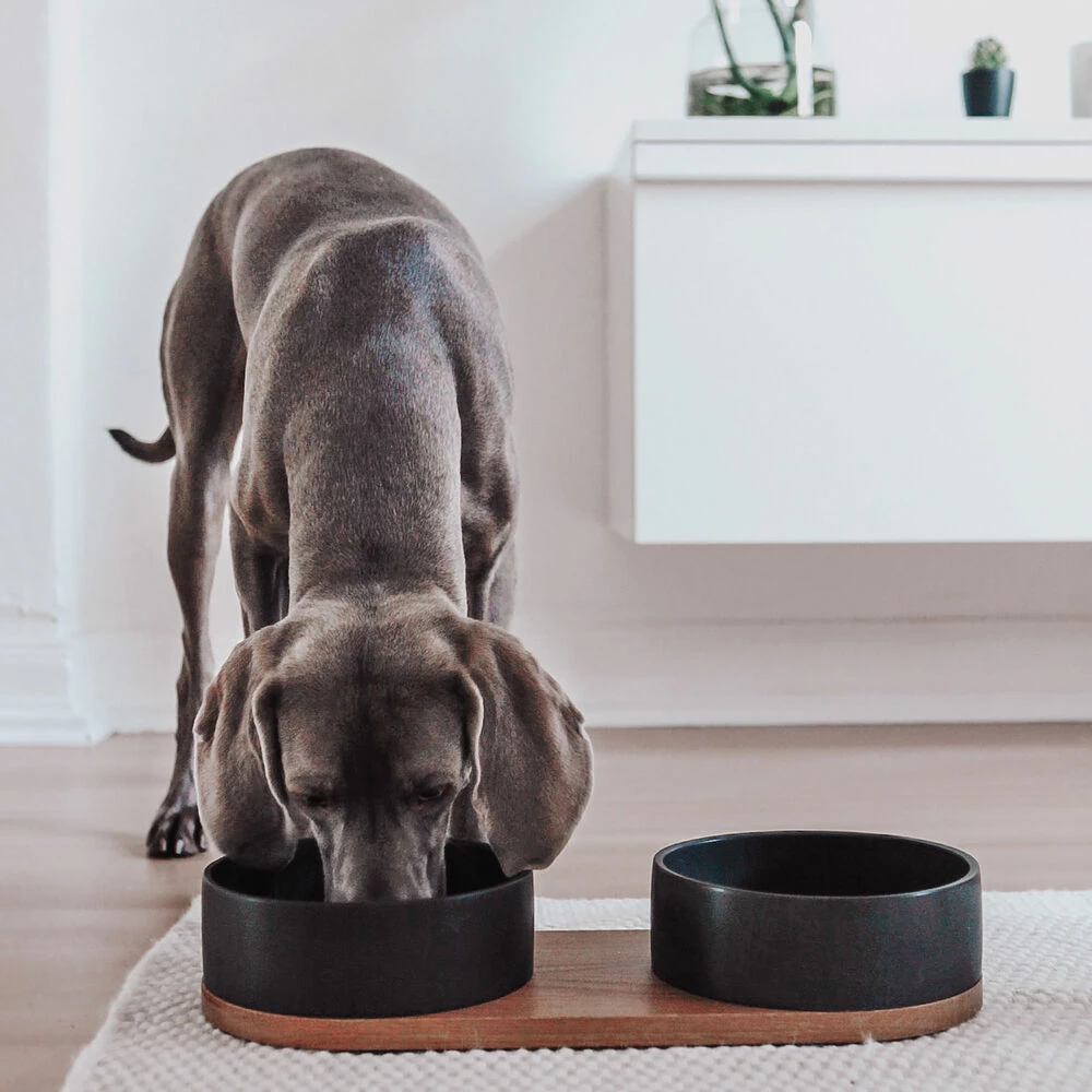 Labbvenn Hundebar VUKU 5 Labbvenn Hundebar VUKU – Bild 5