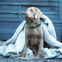 Molly & Stitch Butter Leder Hundehalsband -Günstiges Schecker Geschäft 284014 3