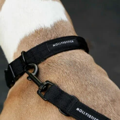 Molly & Stitch Soft Rock Hundehalsband 7 Molly & Stitch Soft Rock Hundehalsband -Günstiges Schecker Geschäft 284015 3