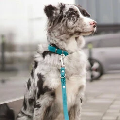 Molly & Stitch Butter 3x Verstellbare Leder Hundeleine -Günstiges Schecker Geschäft 284016 3