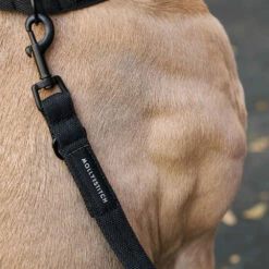 Molly & Stitch Soft Rock Verstellbare Hundeleine 9 Molly & Stitch Soft Rock Verstellbare Hundeleine -Günstiges Schecker Geschäft 284017 4