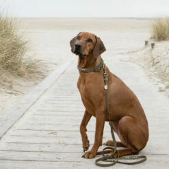 Trendfährte Hundeleine BioThane® 3-fach Verstellbar -Günstiges Schecker Geschäft 584005 3