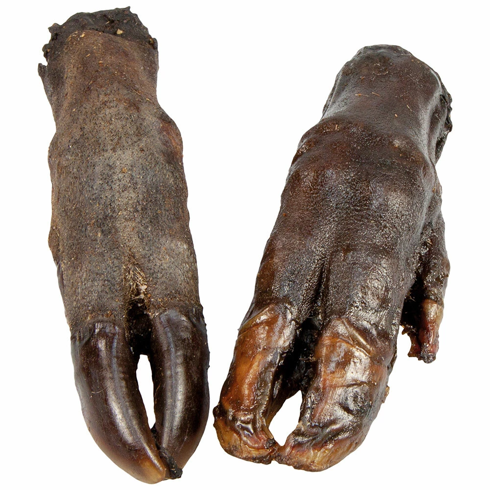 Wildschwein-Pfoten 1 Wildschwein-Pfoten