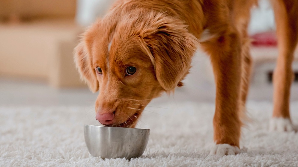 Günstiges Schecker Geschäft -Günstiges Schecker Geschäft bild hundefutter nassfutter 102 v img 16 9 xl d31c35f8186ebeb80b0cd843a7c267a0e0c81647